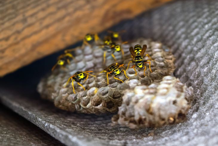 wespennest in spouwmuur kosten